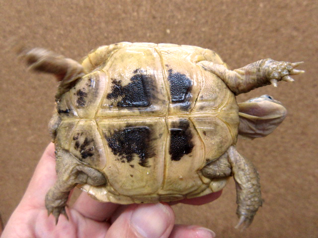 アフガンホルスフィールドリクガメ(12)