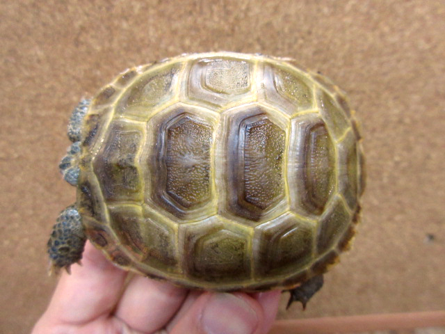 アフガンホルスフィールドリクガメ(7)