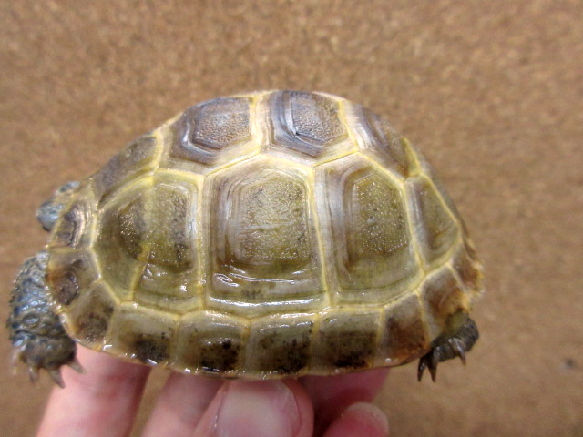 アフガンホルスフィールドリクガメ(8)