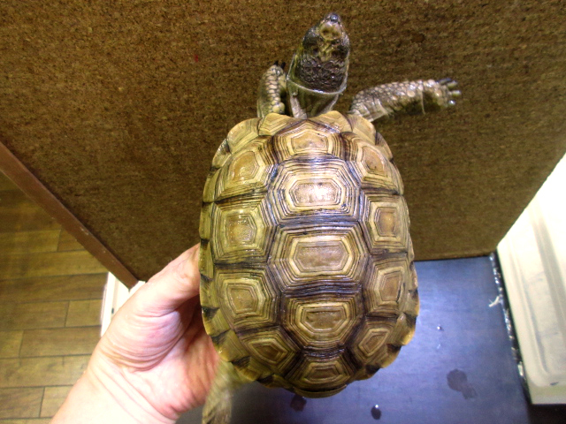 チャコリクガメ(1)