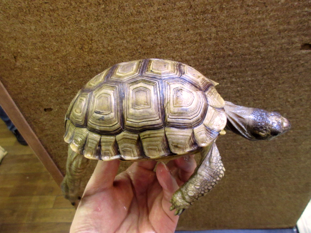 チャコリクガメ(2)