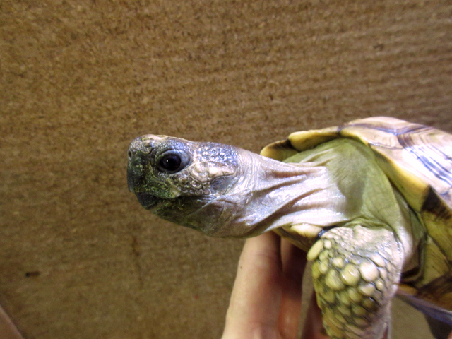 チャコリクガメ(3)