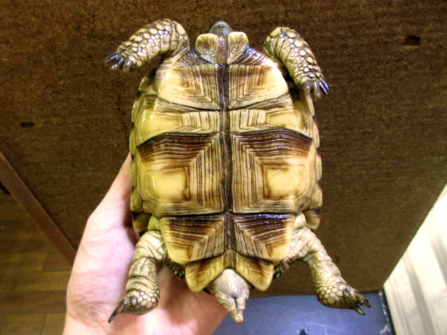 チャコリクガメ(4)