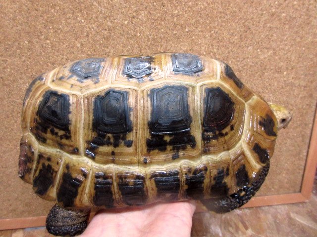 エロンガータリクガメ(10)