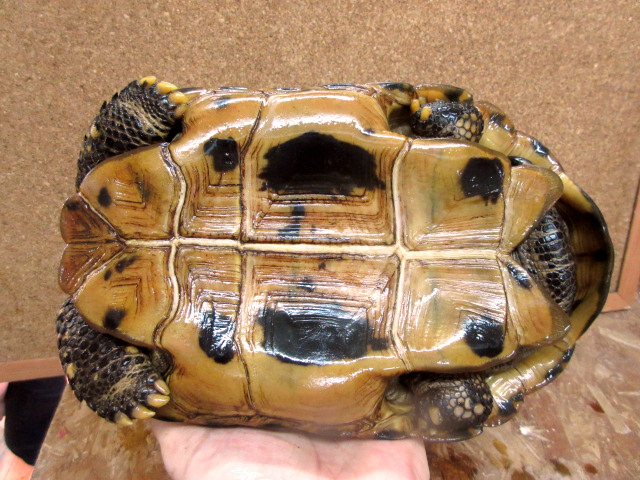 エロンガータリクガメ(12)