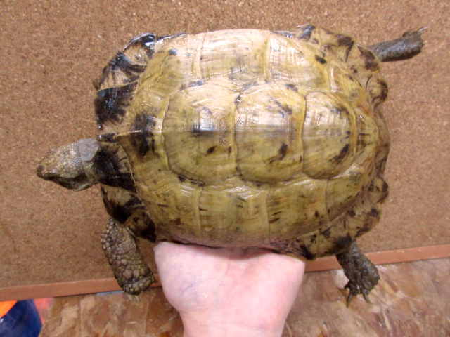 爬虫類図鑑 カメ図鑑（リクガメ）