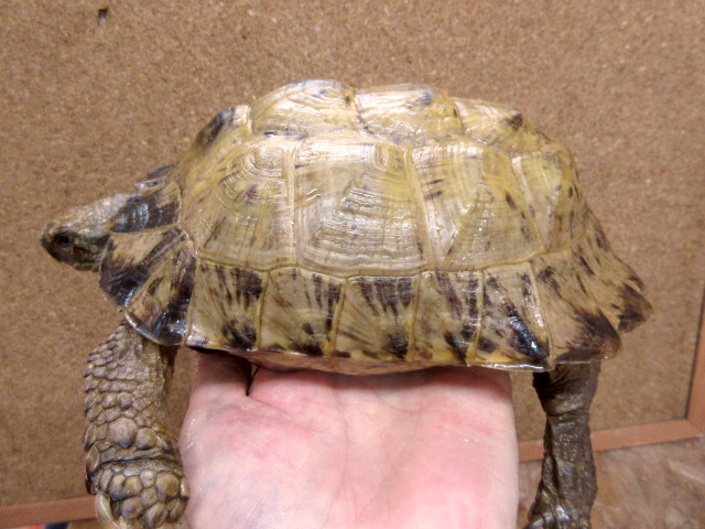 アフガンホルスフィールドリクガメ(2)