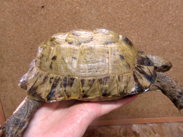 アフガンホルスフィールドリクガメ(3)