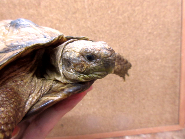 アフガンホルスフィールドリクガメ(4)