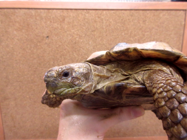 アフガンホルスフィールドリクガメ(5)