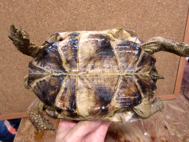 アフガンホルスフィールドリクガメ(6)