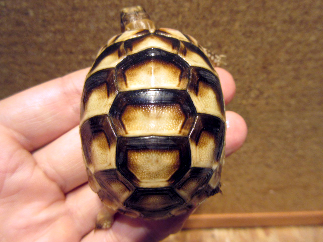 ペロポネソスフチゾリリクガメ(5)