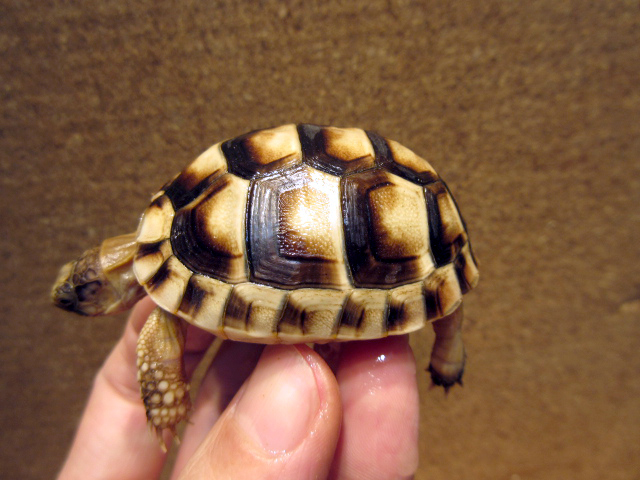 ペロポネソスフチゾリリクガメ(6)