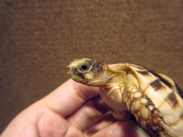 ペロポネソスフチゾリリクガメ(7)