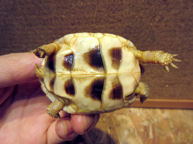 ペロポネソスフチゾリリクガメ(8)