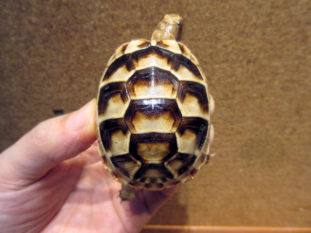 ペロポネソスフチゾリリクガメ(9)