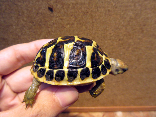 ニシヘルマンリクガメ(10)