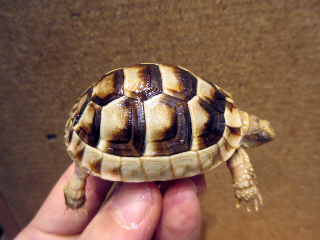 ペロポネソスフチゾリリクガメ(10)
