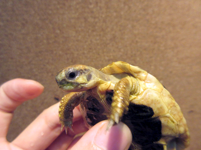 ニシヘルマンリクガメ(11)