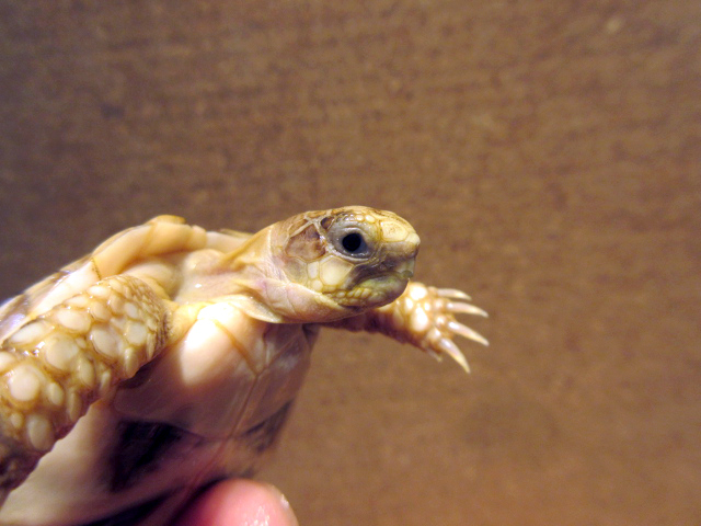 ペロポネソスフチゾリリクガメ(11)