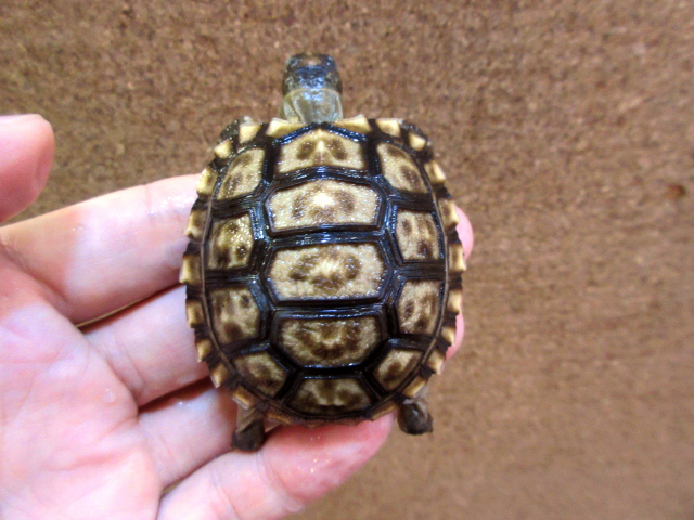 チャコリクガメ(5)