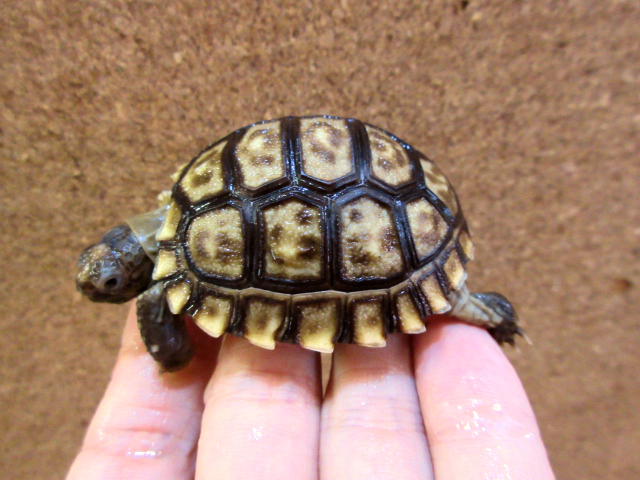 チャコリクガメ(6)