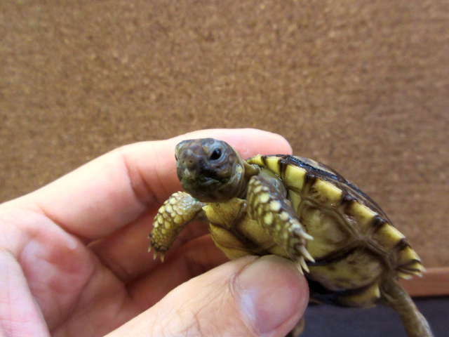 チャコリクガメ(7)