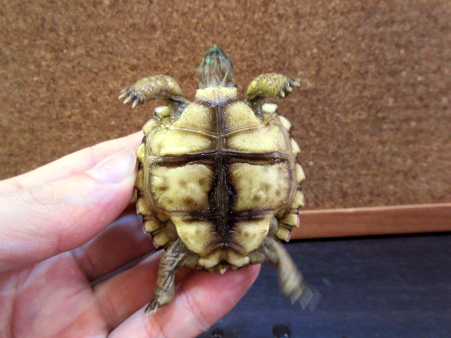 チャコリクガメ(8)