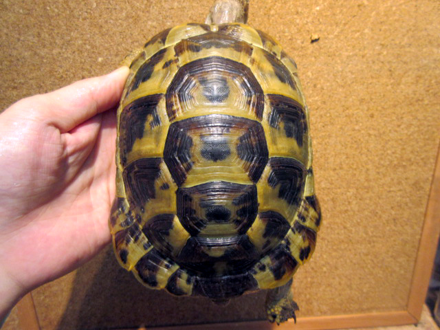 イーストアナトリアンジャイアント