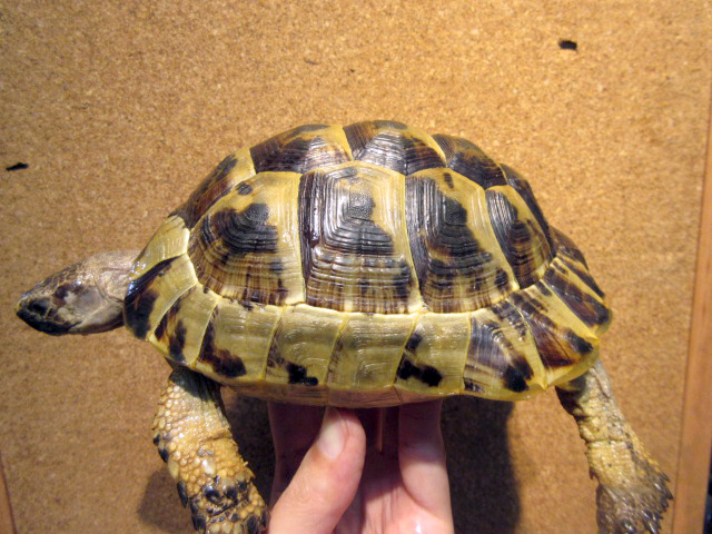 イーストアナトリアンジャイアント(2)