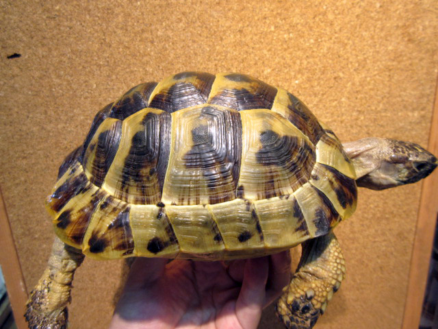 イーストアナトリアンジャイアント(3)