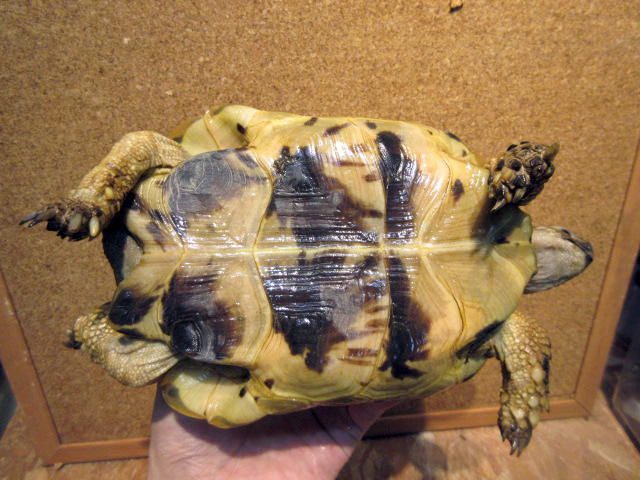 イーストアナトリアンジャイアント(6)