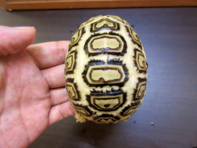 ソマリアヒョウモンガメ(11)