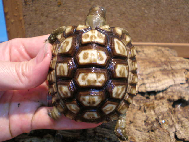 チャコリクガメ(9)