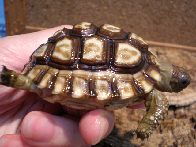 チャコリクガメ(10)