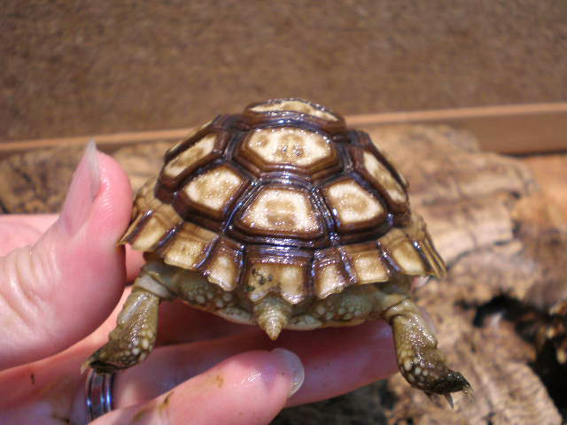 チャコリクガメ(11)