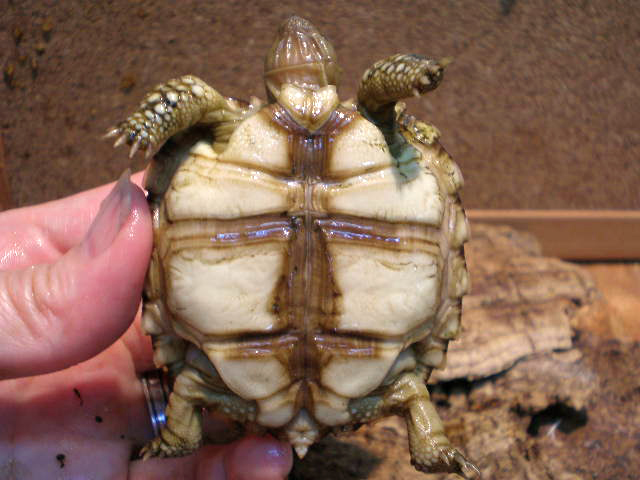 チャコリクガメ(12)