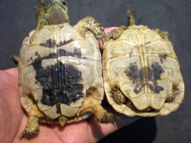 スースーギリシャリクガメ(4)