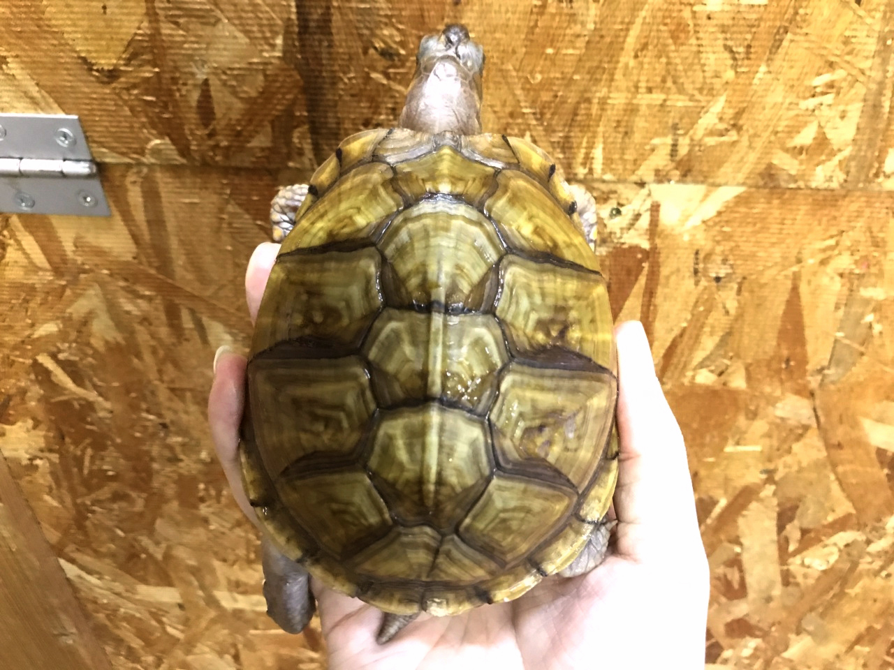 ミツユビハコガメ(11)