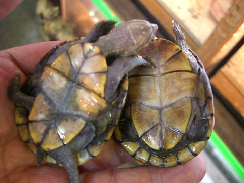 ゴツアシドロガメ(10)