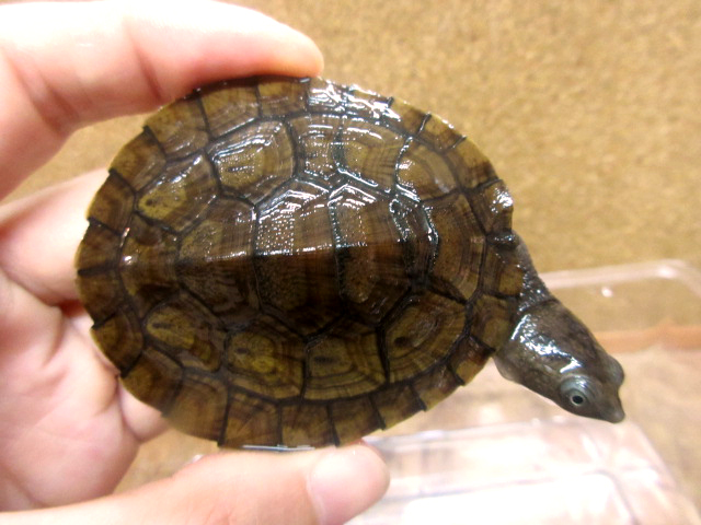 ニューギニアカブトガメ(6)