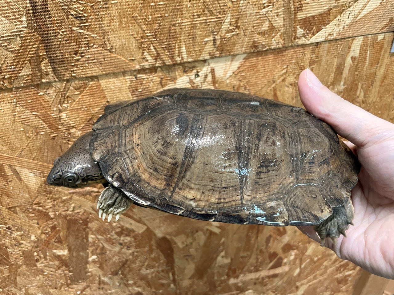 シロガオハコヨコクビガメ(6)