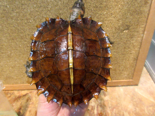 トゲヤマガメ(8)