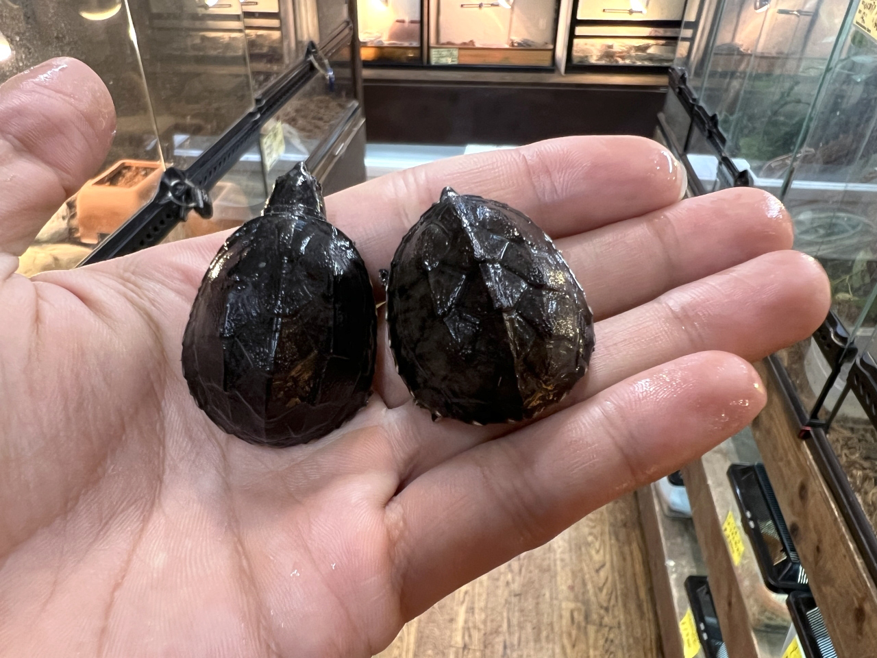 ミシシッピニオイガメ(11)