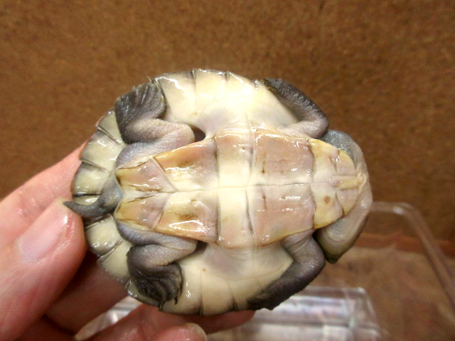 ニューギニアカブトガメ(7)