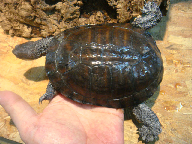トゲモモヘビクビガメ(5)