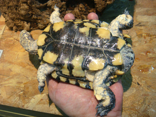 トゲモモヘビクビガメ(6)