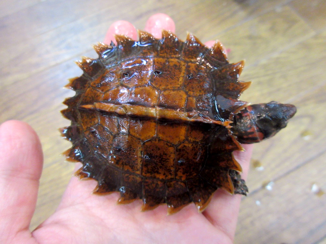 トゲヤマガメ(6)