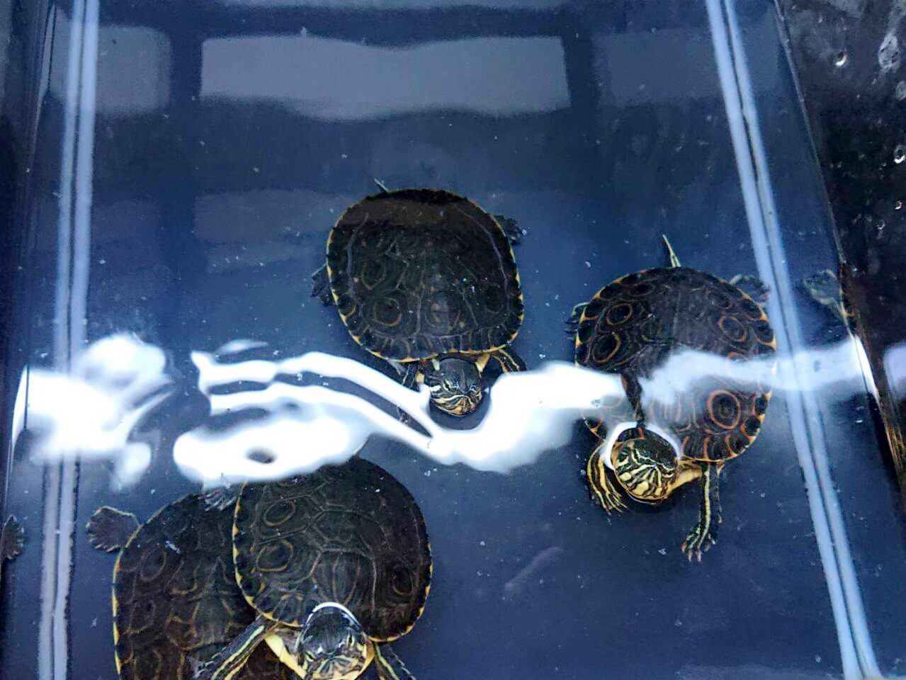 タバスコクジャクガメ(6)