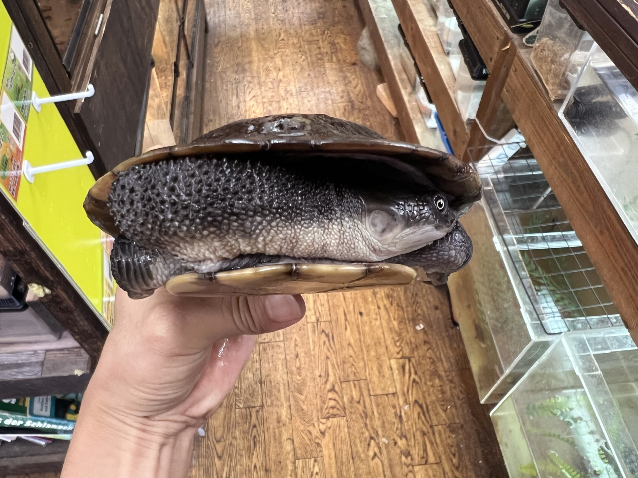 マッコードナガクビガメ(2)